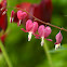 Bleeding Heart