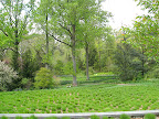 Looking back over the meadow to the stream and camassia planting.
