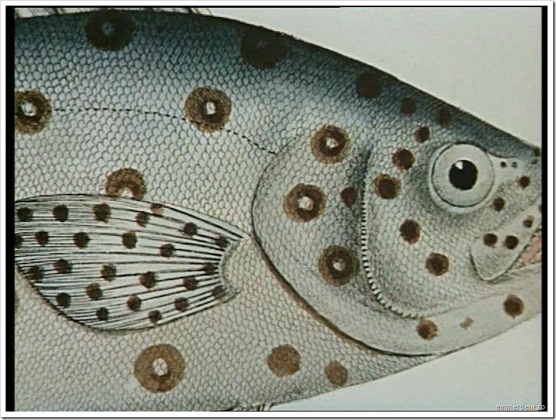 jan svankmajer historia naturae emmerdeur_189 jan svankmajer historia naturae emmerdeur_189