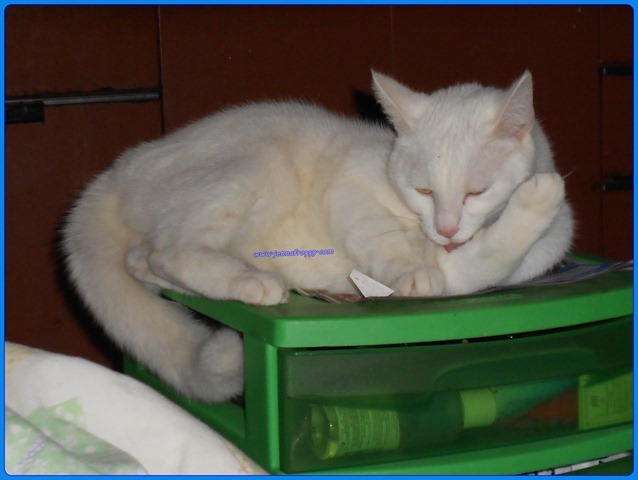 DSCN0433