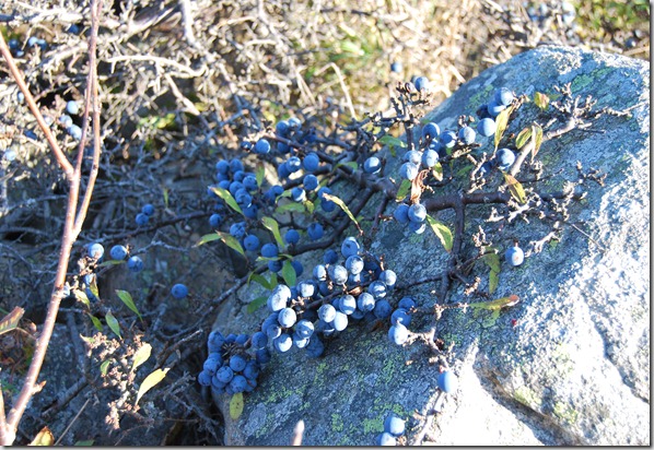 Slåper og kveder okt 2011 028