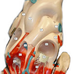 heart_model_04.jpg heart_model_04.jpg