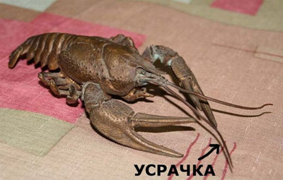 Усрачка Усрачка