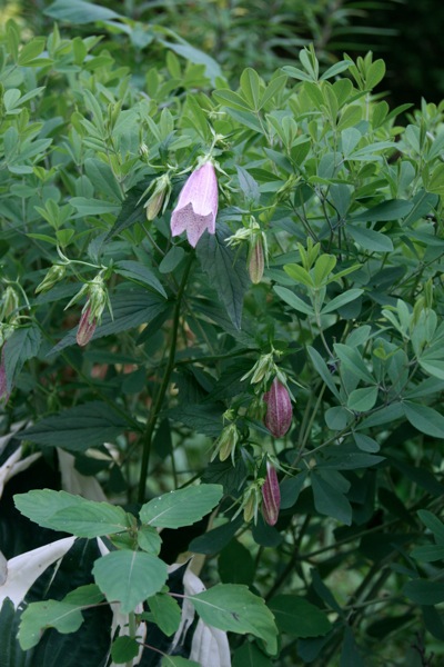 cherrybells.jpg Cherrybells