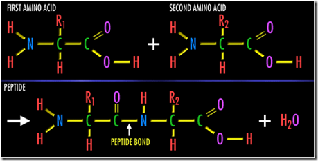 Peptide bond formation in Protiens Peptide bond formation in Protiens