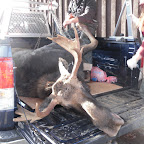 Guided Moose Hunts