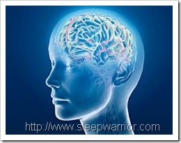 brain