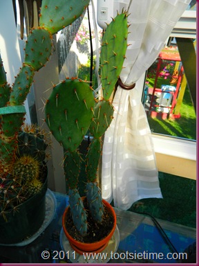 DSCN1316 DSCN1316