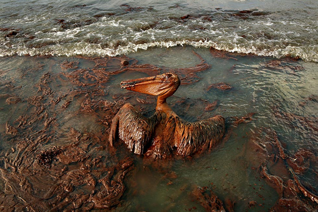 A heavily oiled pelican flounders on the beach at East Grand Terre Island in Barataria Bay, Louisiana, on 4 June 2010. Photo: Carolyn Cole / Los Angeles Times