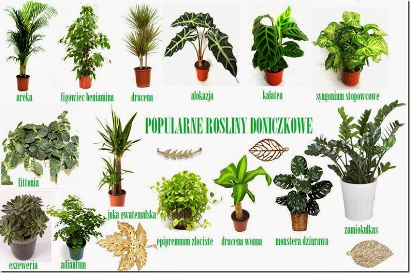 popularne rośliny doniczkowe
