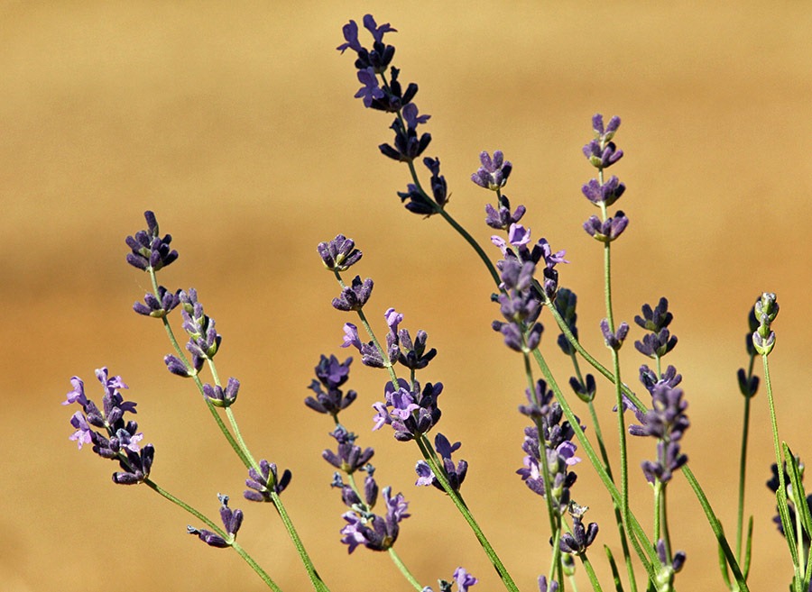 [110710_Mt_Shasta_Lavender_Farm_833.jpg]