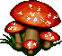Cogumelos (14)