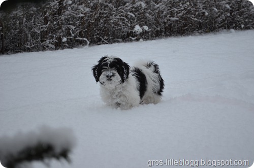 DSC_0007 DSC_0007