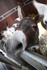 If you recall, Billie is in danger of foundering, a serious hoof issue, due to overeating!   Betsy has been browning the grass in one of the paddocks so Billie can still get exercise but not be tempted to overeat the lush, tasty grass.