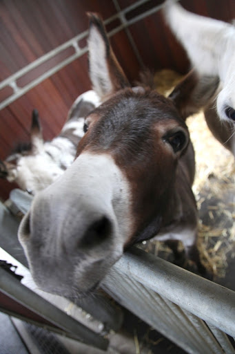 If you recall, Billie is in danger of foundering, a serious hoof issue, due to overeating!   Betsy has been browning the grass in one of the paddocks so Billie can still get exercise but not be tempted to overeat the lush, tasty grass.