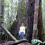 Two big trees!