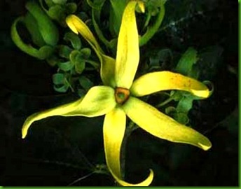YlangYlang YlangYlang