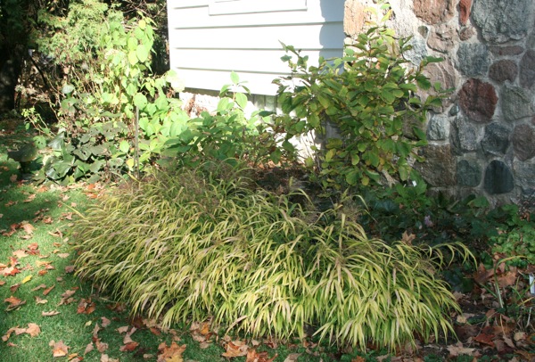 leaves2.jpg Leaves2