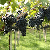 IMG_5436_vigna e uva_bassa.jpg