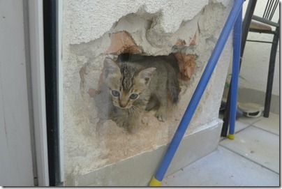 kitten hiding in the wall