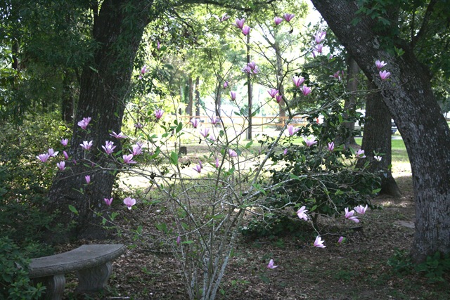 [magnolia%255B2%255D.jpg]