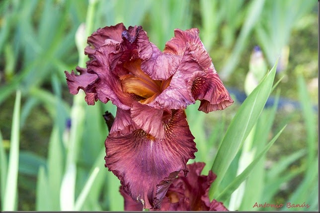 9 iris rogue _dsc8321x1