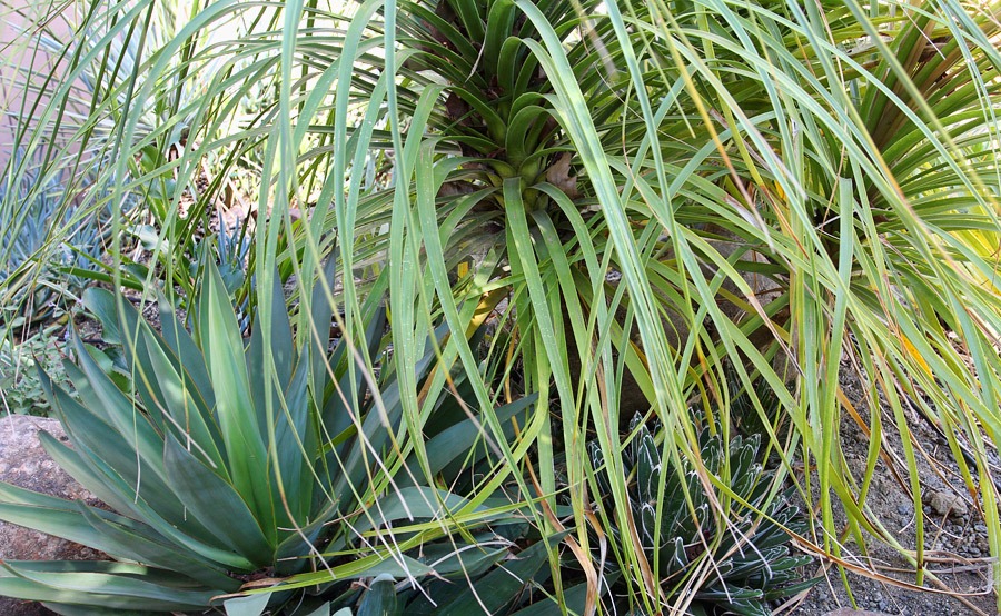 [120520_Beaucarnea-recurvata1%255B2%255D.jpg]