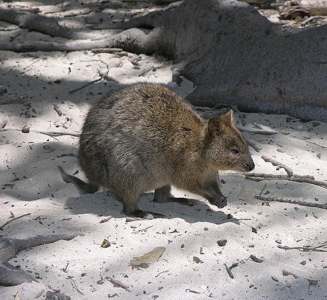 [Rottnest_Quokka%255B2%255D.jpg]