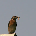 Bluebirds