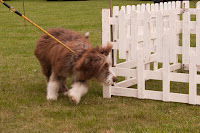 Sheepdog in training