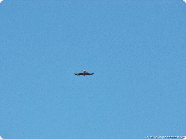 red kite over hunstanworth red kite over hunstanworth