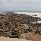 Many, many seals