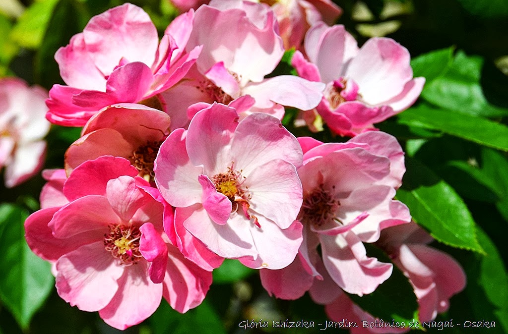 [24%2520%2520-%2520Gl%25C3%25B3ria%2520Ishizaka%2520-%2520Rosas%2520do%2520Jardim%2520Bot%25C3%25A2nico%2520Nagai%2520-%2520Osaka%255B13%255D.jpg]