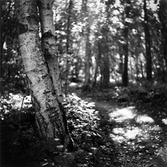 The-Trees-12