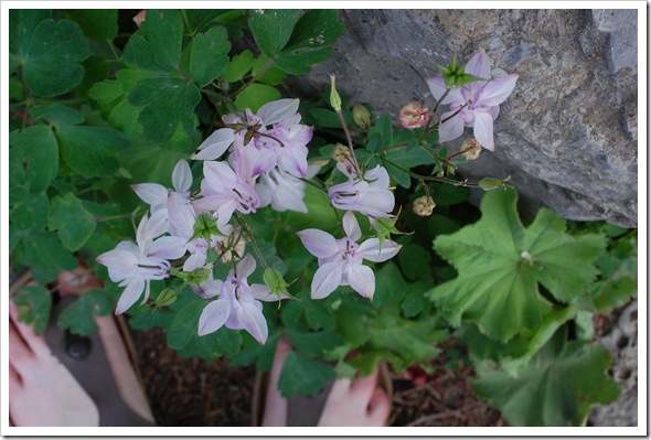 columbine sandals