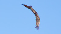 DSC04378.jpg