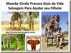 Mamãe Girafa Procura Guia de Vida Selvagem Para