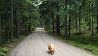 I suppose it's time for another adventure for me, GK the Explorer!  I'll just amble down the pink gravel drive.