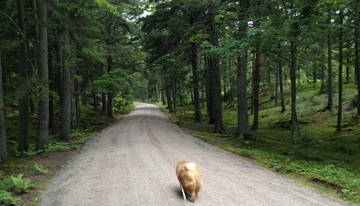 I suppose it's time for another adventure for me, GK the Explorer! I'll just amble down the pink gravel drive. I suppose it's time for another adventure for me, GK the Explorer! I'll just amble down the pink gravel drive.