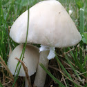 Toadstool
