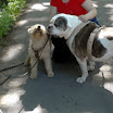 Merlin_Attila_bei_Silke_06.06.13.jpg