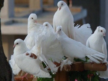 symphony_in_white_07