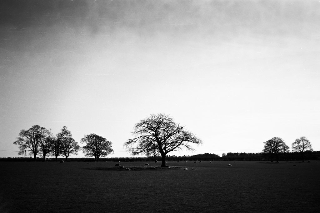 [Spring-Fields%255B3%255D.jpg]