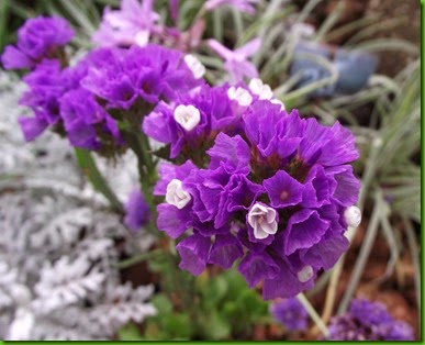 Limonium_sinuatum Limonium_sinuatum