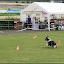 – Hunde-Frisbee – Hunde-Frisbee