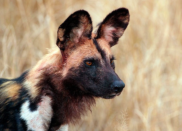 [7-african-wild-dogs2.jpg]