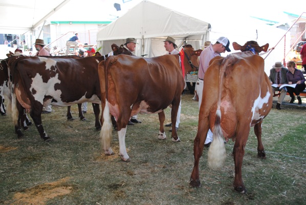 Best Udder and Attachment.JPG