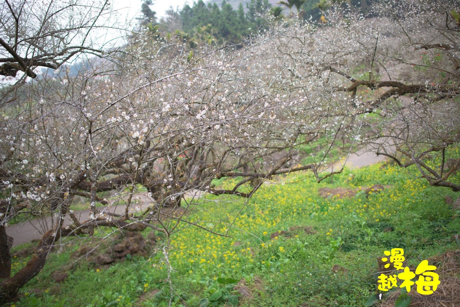 http://lh3.ggpht.com/-z0Qrk9gsMNU/VK3Lj_RKnII/AAAAAAAAPKM/DEFwjc4PLwo/s1600/ShenTiankotszDSC_3825.jpg
