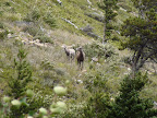glacier_national_park_-_2009