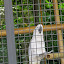 Loros en el Zoo de Madrid Loros en el Zoo de Madrid